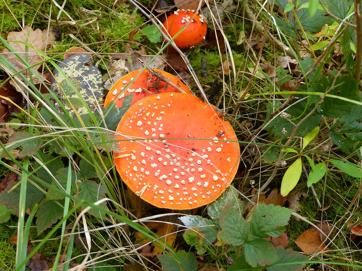 Pilze in Naturpark  De Pan van Persijn , Katwijk, Niederlande 30-10-2016.

Paddenstoelen in natuurpark De Pan van Persijn, Katwijk 30-10-2016.