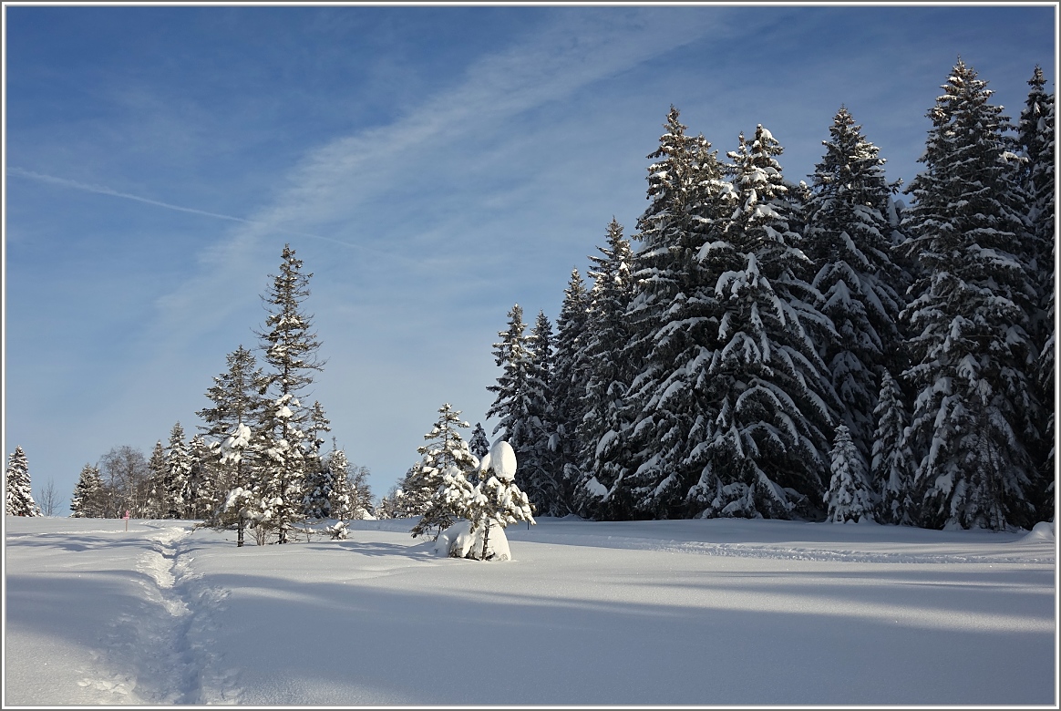 Spuren im Schnee f�hren durch das Hochmoor vom Les Pleiades
(03.02.2015)