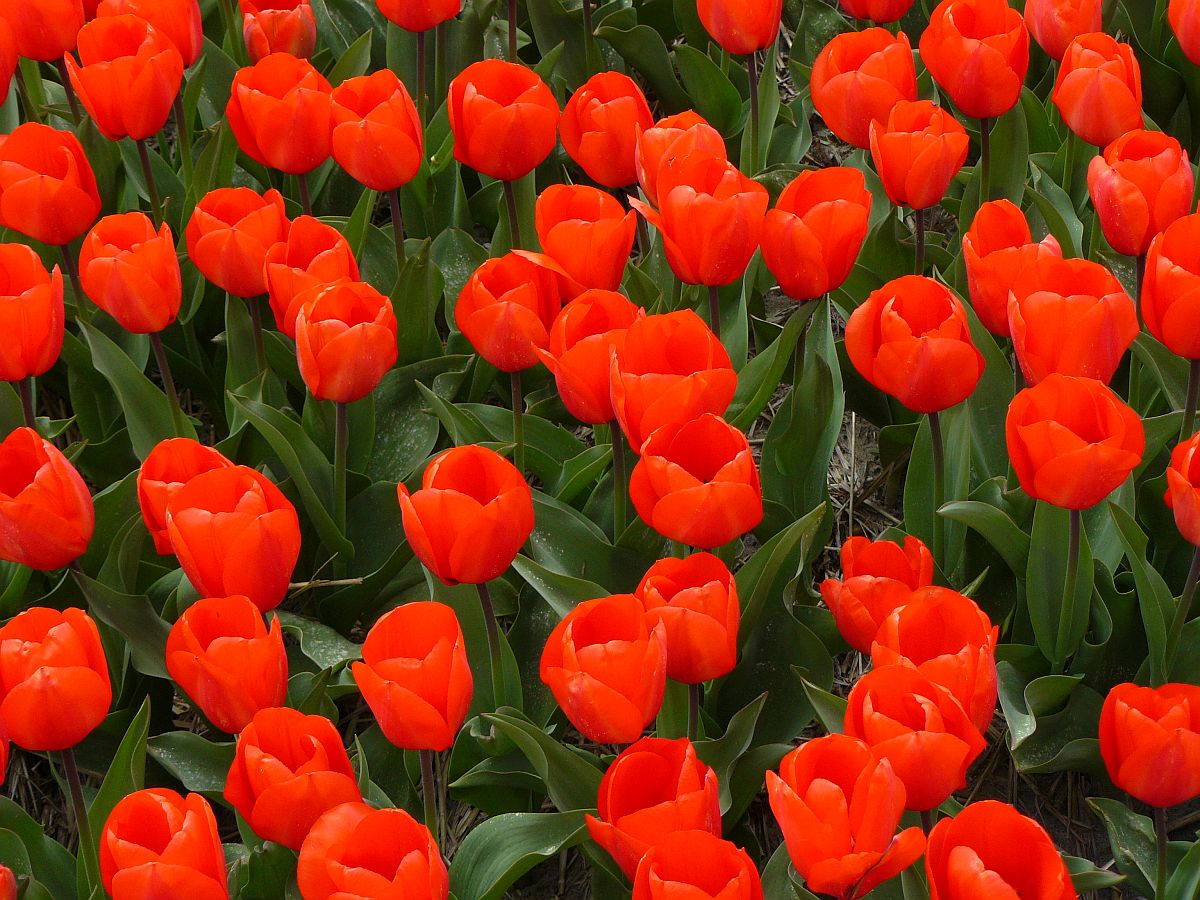 Tulpen fotografiert in Lisse 19-04-2015.

Tulpen in een bloembollenveld aan de Spekkelaan in Lisse 19-04-2015.