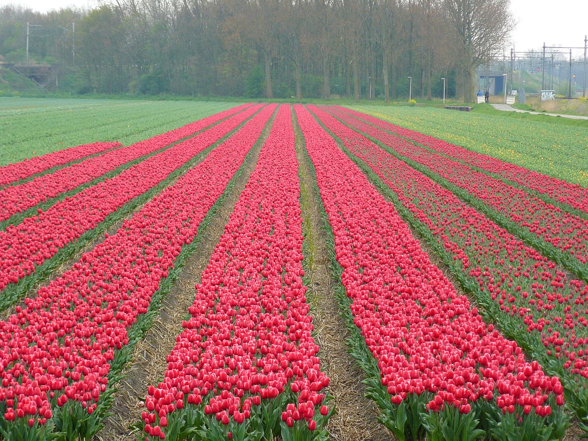 Tulpen Klinkenberg, Sassenheim 06-04-2014.

Tulpenveld  Klinkenberg, Sassenheim 06-04-2014.