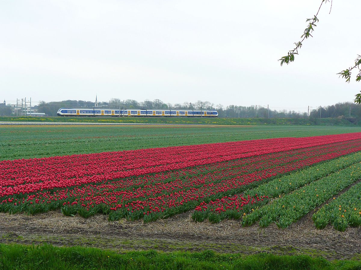 TW SLT-6 in Richtung Schiphol. Blmenfelder bei Sassenheim am  06-04-2014.

SLT-6 onderweg richting Schiphol Bloembollenvelden bij Sassenheim 06-04-2014.