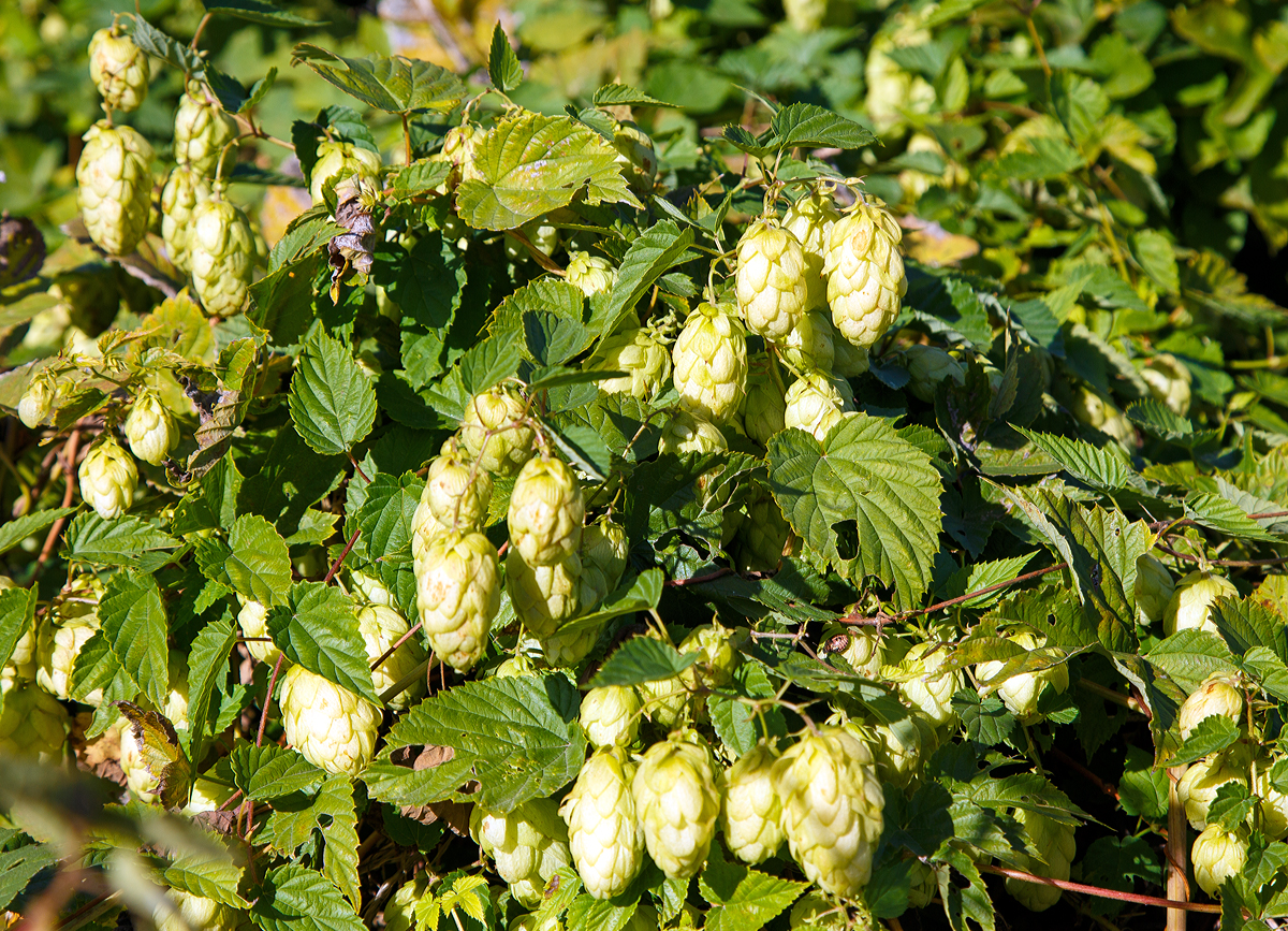 
Wilder Hopfen (Humulus), ein Teilaspekt einer weiblichen Pflanze, an der Bahnstrecke in Leutesdorf (Rhein), am 29.09.2018.