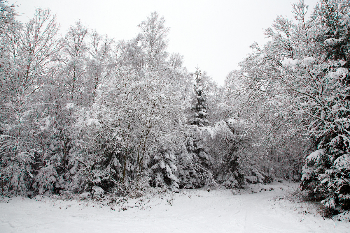 
Winter....
Auch wenn im Hellertal der Schnee nicht liegen bleibt, so muss man nur etwas höher fahren. Hier an der Straße von Herdorf nach Daaden am 16.01.2016.