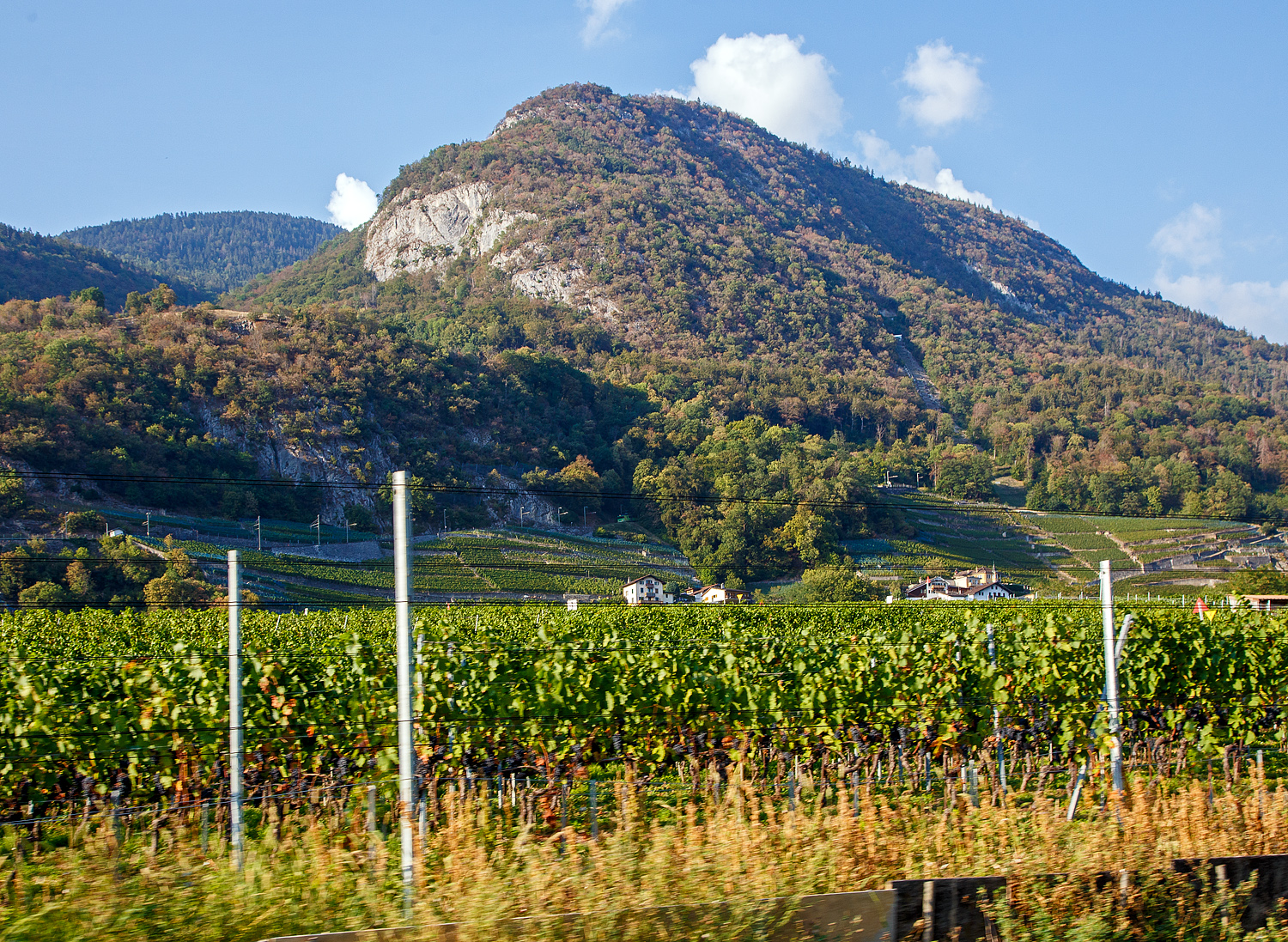 Ein Zugsuchbild, ein Blick aus dem tpc ASD Regionalzug (R 24) Diablerets nach Aigle am 08 September 2023 durch die Weinberge auf die tpc AL (Aigle–Leysin) Strecke oberhalb von Aigle, da taucht gerade der AL Regionalzug (R 25) von Leysin auf. 