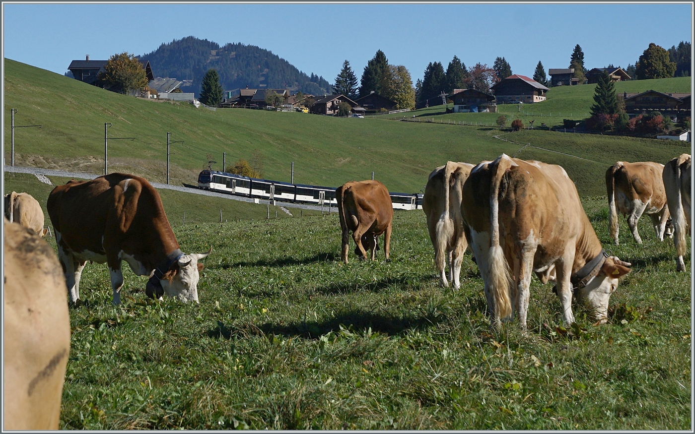 Nochmals ein Bild mit den Linsenputzern: Wie ich erfuhr sind scheinbar Linsenputzer mit Hörner schon eher die Ausnahme, so dass ich mich besonders freuen, die Rindviecher in ihrer natürlichen Form zu zeigen. 
Durch den grossen Besucherandrang sind die Tiere nach der Sommersaison nicht mehr übermässig an Kreaturen interessiert, die sie gerne fotografieren wollen. Trotzdem (und unumgänglich) aber im Bild nicht zu sehen, zwischen mir und den Linsenputzern verläuft ein Zaun.
Noch ein paar Worte zu den wenigen Pixeln die aus dem Landschaftsbild ein Bahnbild machen:
Zwei MOB  Alpina  ABe 4/4 bzw. Be 4/4 Serie 9000 sind mit dem MOB PE30 2217 kurz nach Schönried auf dem Weg nach Montreux. 

13. Okt. 2025 

    