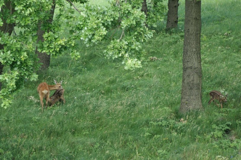 Eine Ricke mit ihren Kitzen. Diese Rehfamilie begegnete uns bei einer unserer Wanderungen auf Rgen.
(Juni 2009)