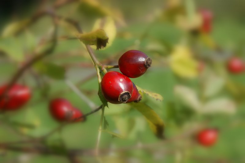 Hagebutten im Herbst.
(Oktober 2009)