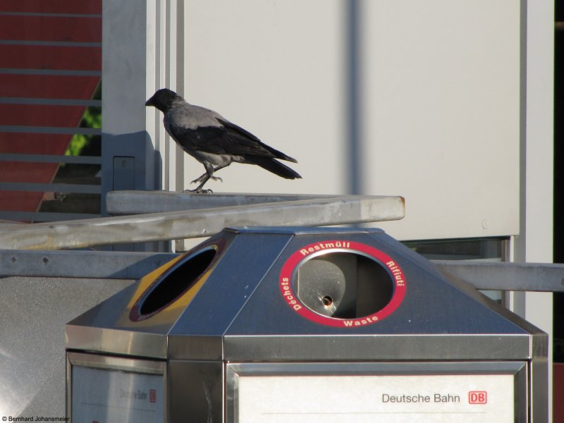 Kaum war ich ein paar Schritte zur Seite gegangen, um das Licht besser zu nutzen, da lief der Vogel auch schon vom Mlleimer bers Gelnder weg. September 2009