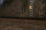  Gleislatscher  der besonderen Art: Rehe waren recht h�ufig beim Wechsel �ber die Gleise zu beobachten (gesehen Berlin Wuhlheide 26.03.2011)
