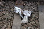 Der restliche Vogel lag im Rostocker Hbf.07.02.2020