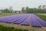 Blumenfelder bei Warmond 16-04-2011.