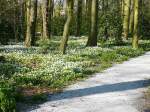 Voorjaarsbloemen in het Leidse Hout.