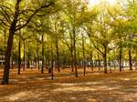 Herbstfarben Lange Voorhout, Den Haag 07-10-2018.