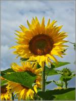 Wenn sie blht ist die Mitte des Sommers erreicht:Die Sonnenblume.