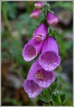 Roter Fingerhut (Digitalis purpurea).