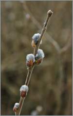 Auch ein Frhlingsbote: Weidenktzchen   (12.03.2013)