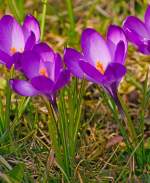 Der Frhling ist auch in Herdorf angekommen:     Krokusse in unserem Garten (08.04.2013).