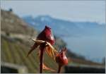 Rosenknospen im Lavaux am 01.01.2014.