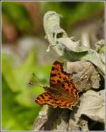 C-Falter (polygonia egea) 04.07.2012 (Hans)