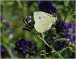 Nach langem hin und her whlte dieser Schmetterling diese Pflanze fr den nchsten Stopp aus, und ich kam endlich zu meinem Foto.