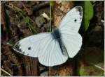 Rapsweiling oder Grnader-Weiling (Pieris napi).