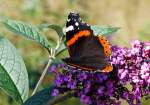 Ein Admiral (Vanessa atalanta) auf Nektar suche, am 29.09.2013 in Lennestadt-Altenhundem.