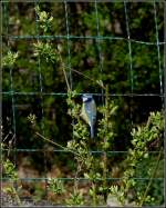 Blaumeise im Nachbarsgarten.