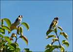 Madame und Monsieur Stieglitz zu Besuch in unserem Garten.