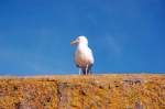 Seem�we auf ihrem Stammplatz auf der Hafenmauer von Mousehole (GB), aufgenommen am 03.06.2008