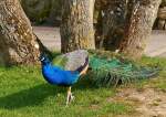 . Parc Merveilleux Bettembourg - Blauer Pfauenhahn. 08.04.2015 (Jeanny)