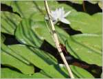 Im Naturschutzgebiet  La Grangettes  entdeckt: Die blutrote Heidelibelle  (14.07.2015) 