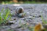 An einem schattigen Pltzchen an diesem heien Tag konnte ich mir viel (Belichtungs)-Zeit lassen um die heranschleimende Schnecke in aller Ruhe aufs Bild zu bahnen.