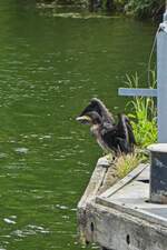 Der Kormoran trocknet seine Flügel am Bootssteig bei einer Schleuse.